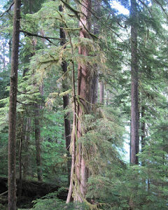 Qigong with Trees