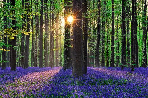 KJF-magical forest