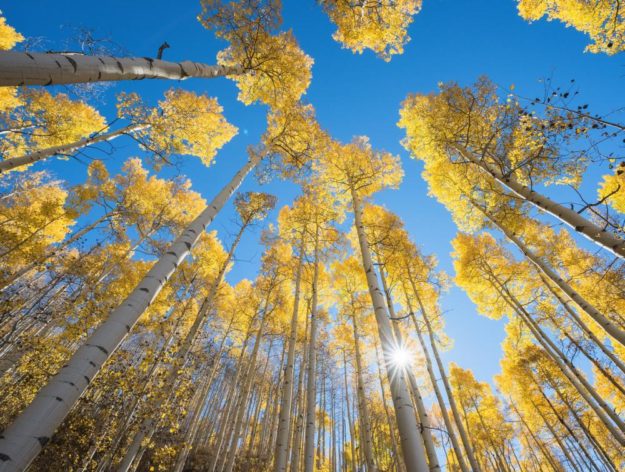 KJF- CO white river – aspens yellow