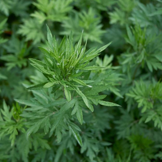 KJF-mugwort
