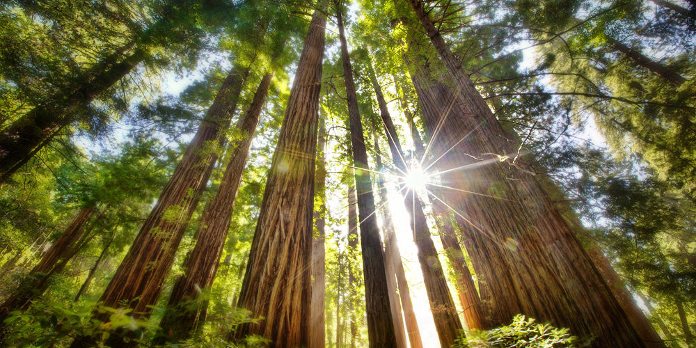 sequoia coast redwoods