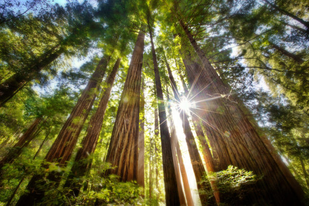 sequoia coast redwoods
