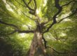 image of giant tree looking up from base of trunk