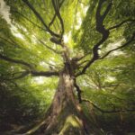 image of giant tree looking up from base of trunk